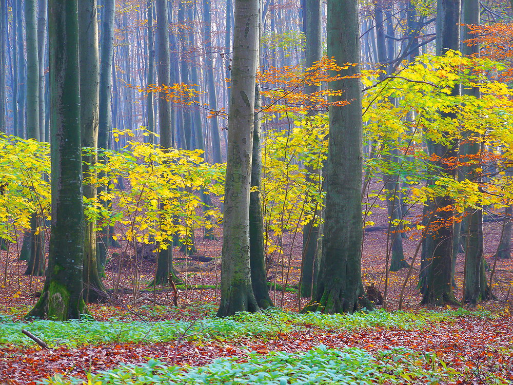 zur &Uuml;bersicht B&auml;ume 8
