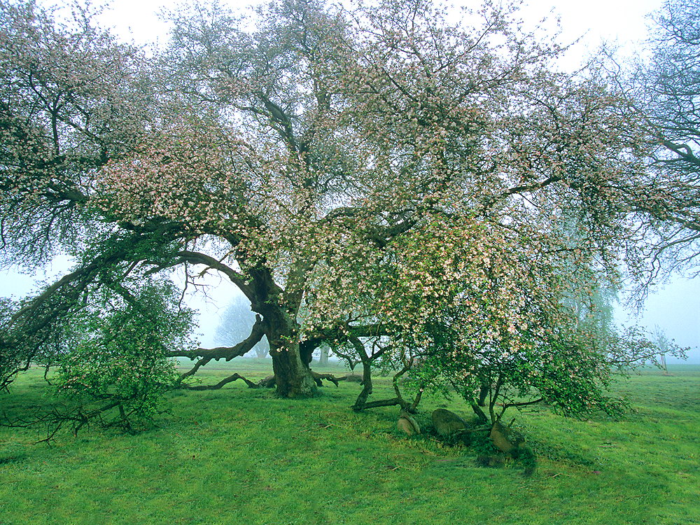 zur &Uuml;bersicht B&auml;ume 9