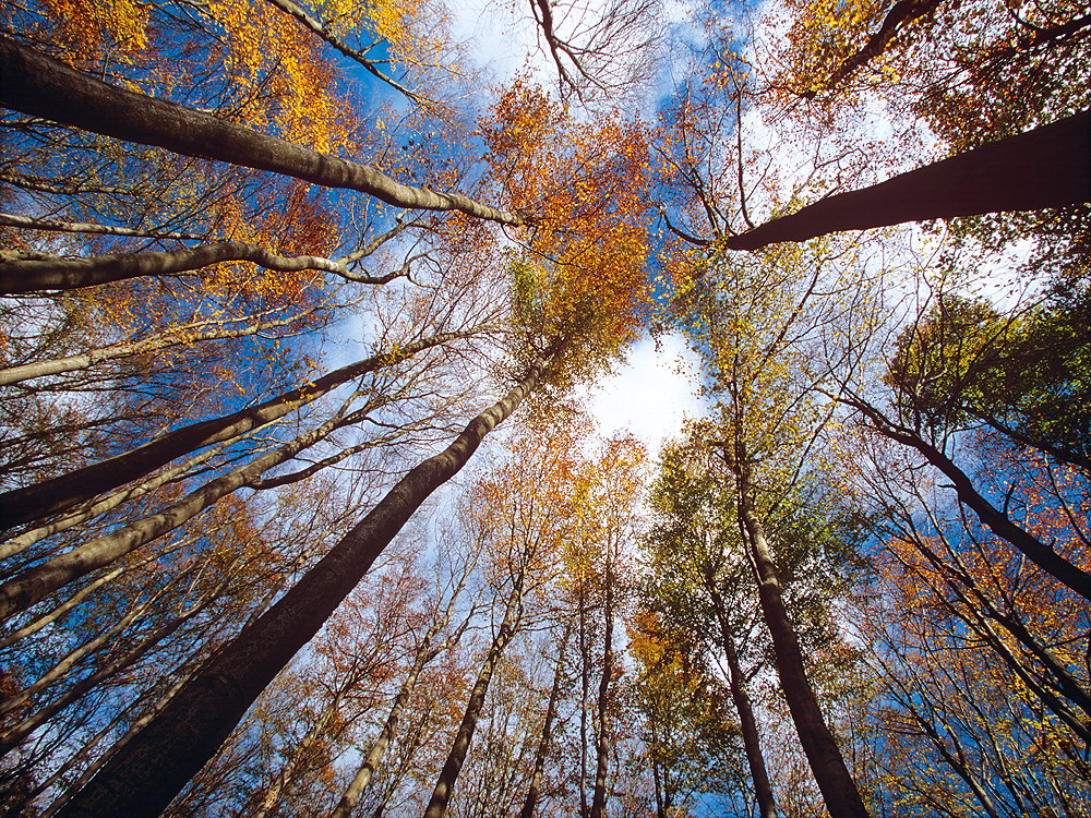 zur &Uuml;bersicht B&auml;ume 9