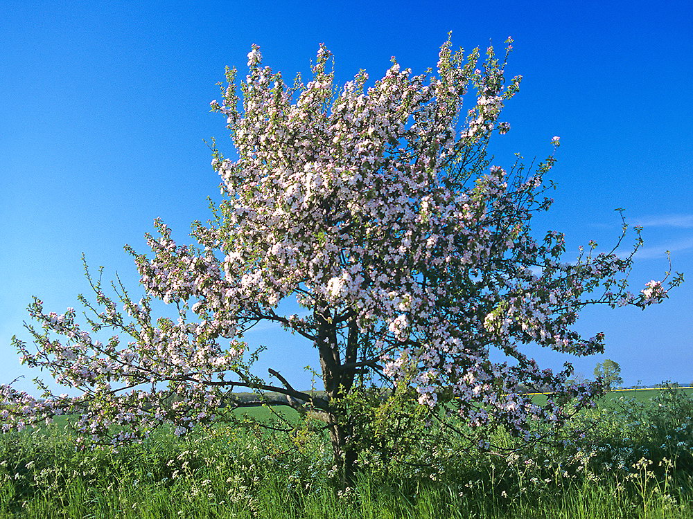 zur &Uuml;bersicht B&auml;ume 9