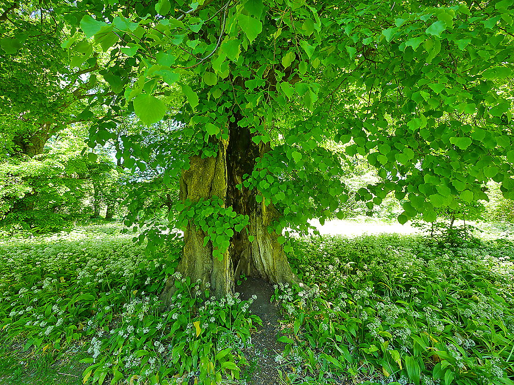 zur &Uuml;bersicht B&auml;ume 9