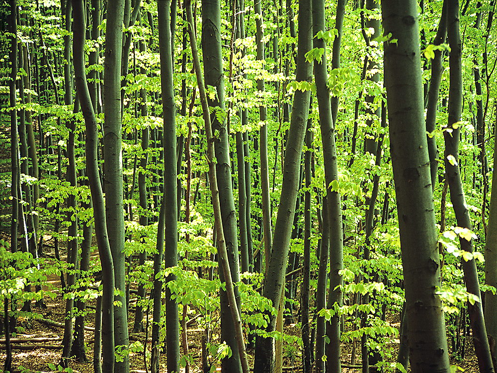 zur &Uuml;bersicht B&auml;ume 9