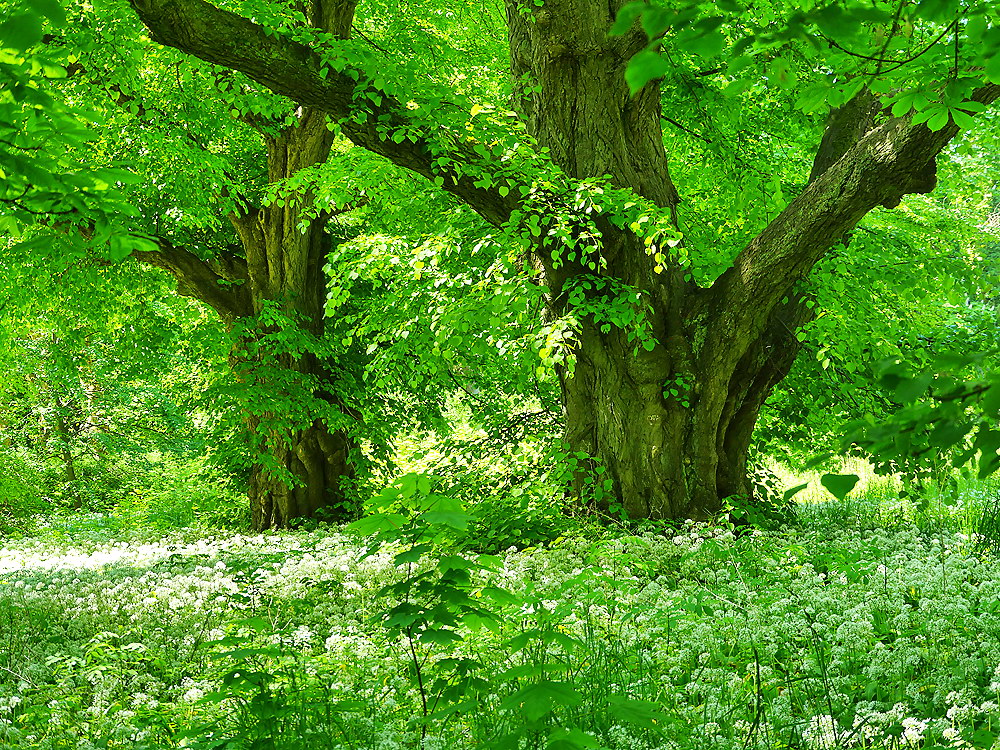 zur &Uuml;bersicht B&auml;ume 9