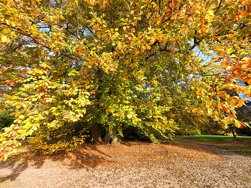 zur &Uuml;bersicht B&auml;ume 10