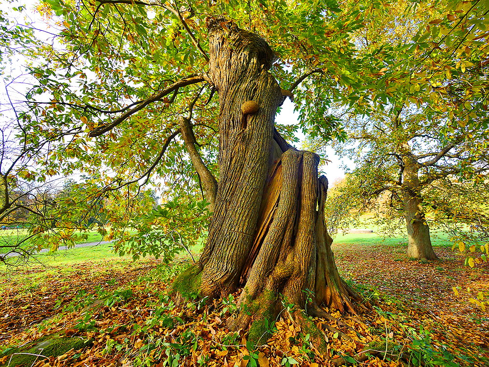 zur &Uuml;bersicht B&auml;ume 10