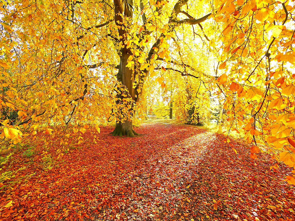 zur &Uuml;bersicht B&auml;ume 10
