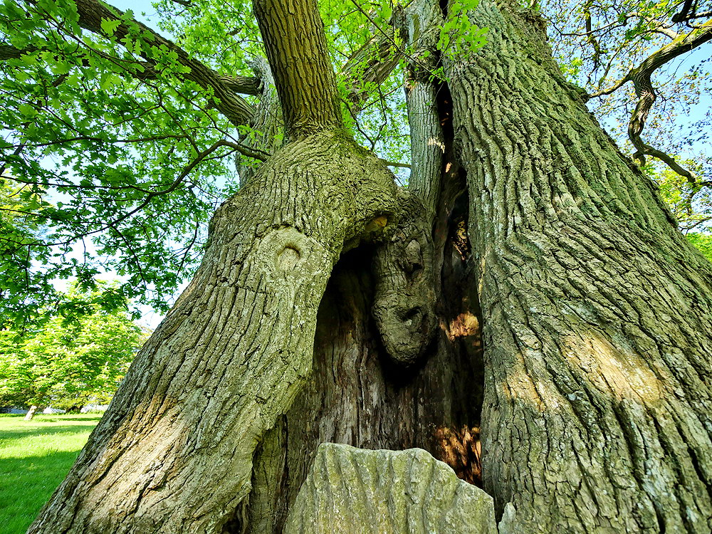 zur &Uuml;bersicht B&auml;ume 10