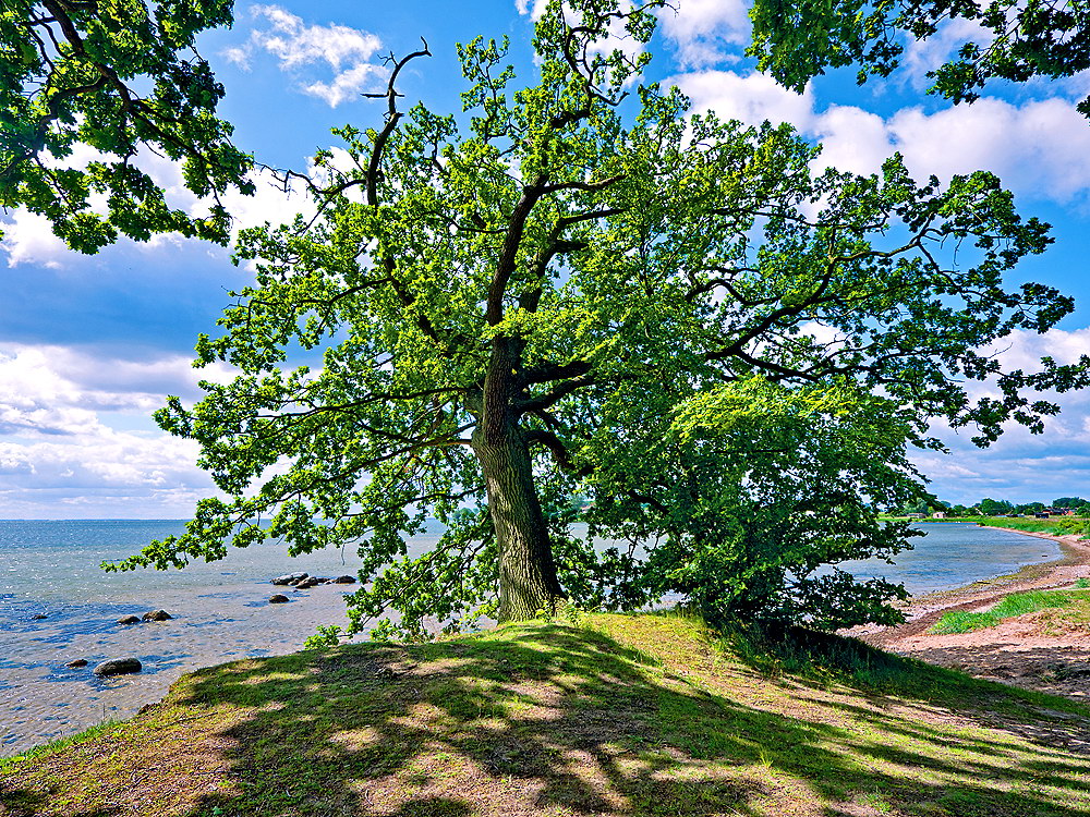 zur &Uuml;bersicht B&auml;ume 10