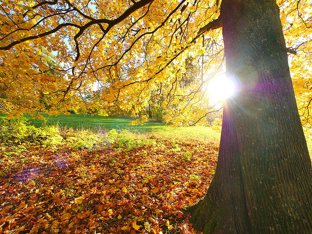 zur &Uuml;bersicht B&auml;ume 10