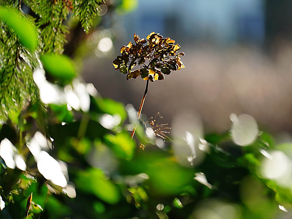 zur &Uuml;bersicht Blatt um Blatt 12