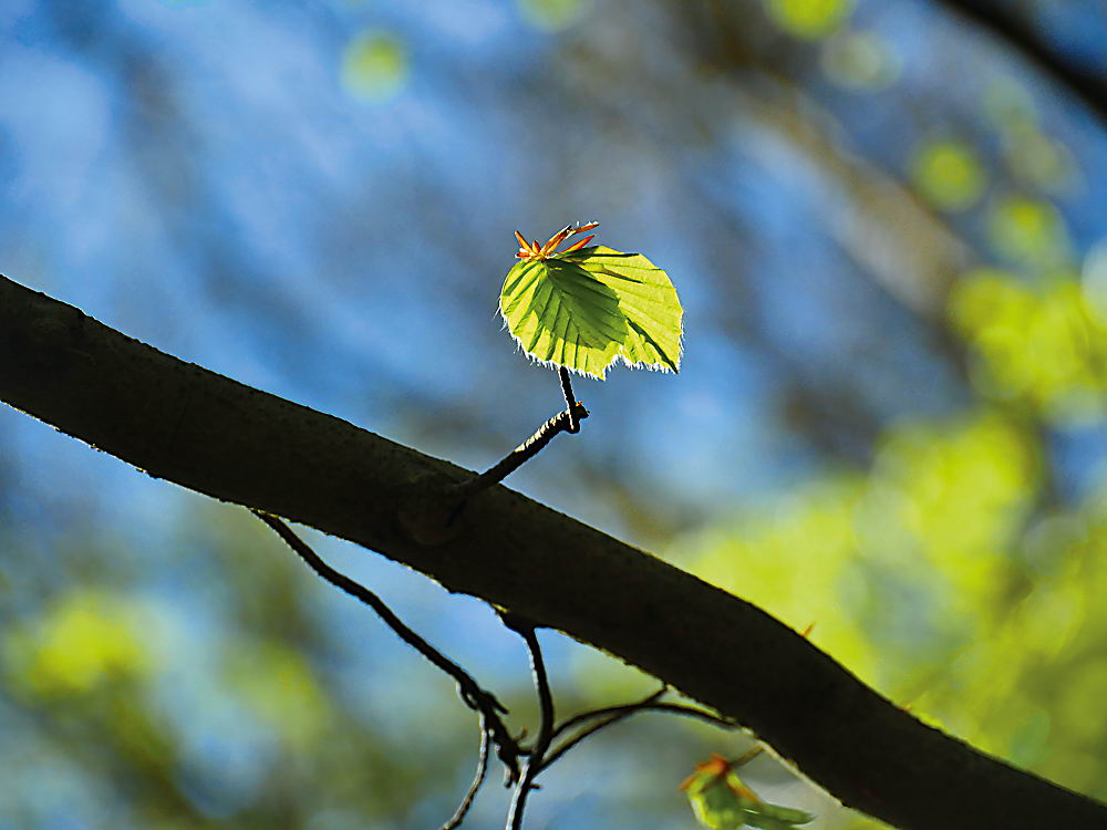zur &Uuml;bersicht Blatt um Blatt 12