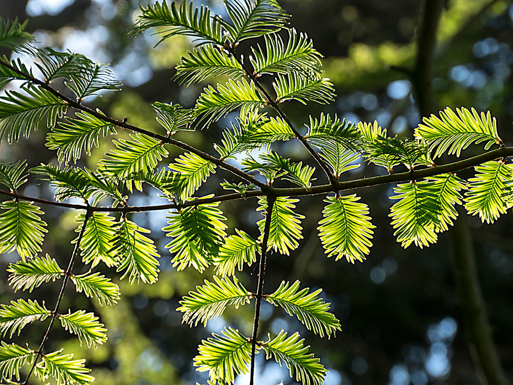 zur &Uuml;bersicht Blatt um Blatt 12