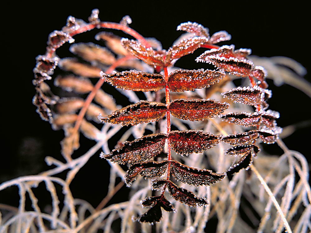 zur &Uuml;bersicht Blatt um Blatt 12