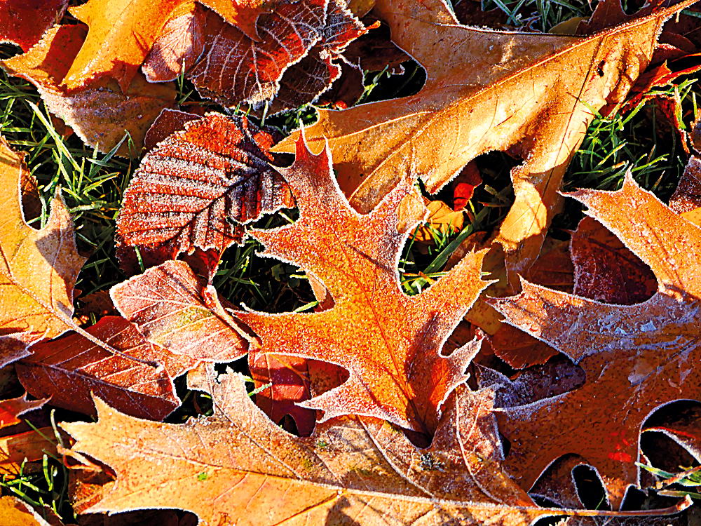 zur &Uuml;bersicht Blatt um Blatt 12