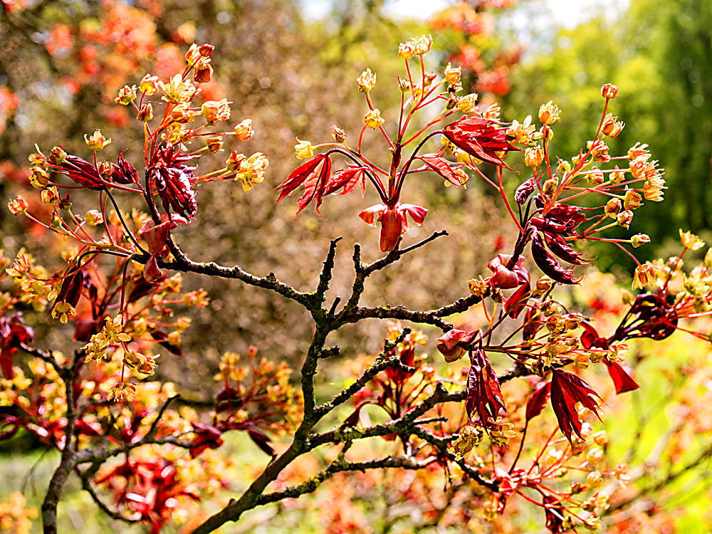 zur &Uuml;bersicht Blatt um Blatt 12