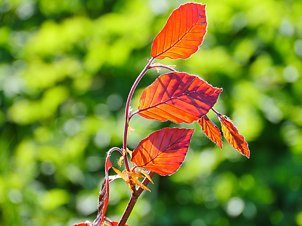 zur &Uuml;bersicht Blatt um Blatt 12