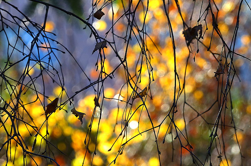 zur &Uuml;bersicht Blatt um Blatt 5