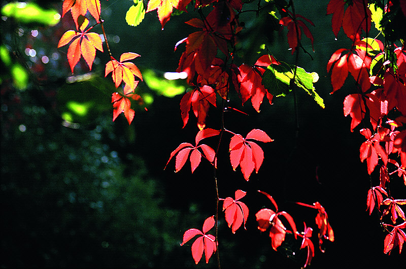 zur &Uuml;bersicht Blatt um Blatt 5