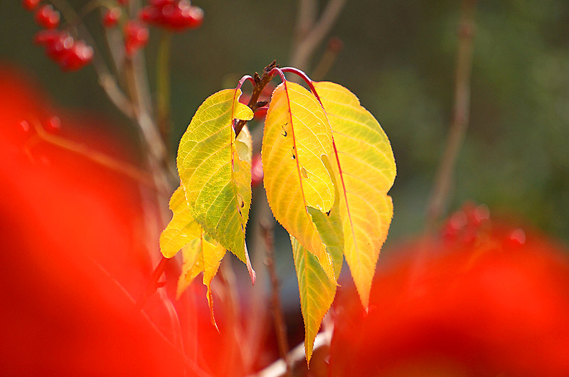 zur &Uuml;bersicht Blatt um Blatt 5