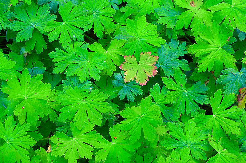 zur &Uuml;bersicht Blatt um Blatt 5