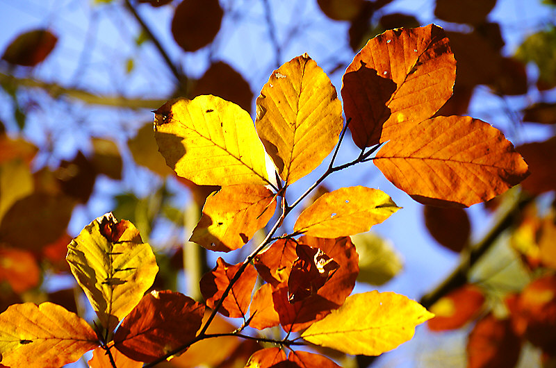 zur &Uuml;bersicht Blatt um Blatt 5