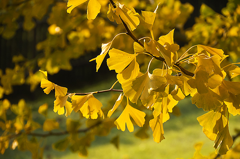 zur &Uuml;bersicht Blatt um Blatt 5