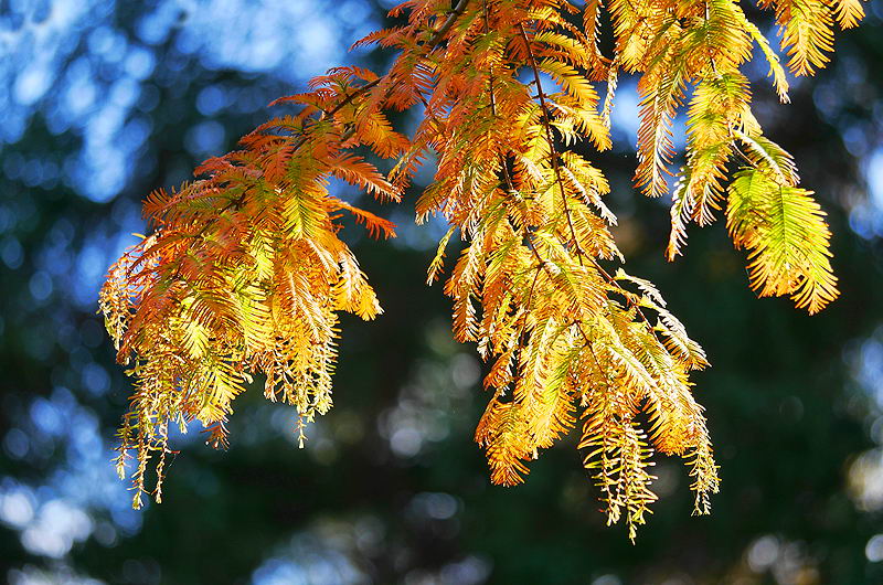 zur &Uuml;bersicht Blatt um Blatt 6