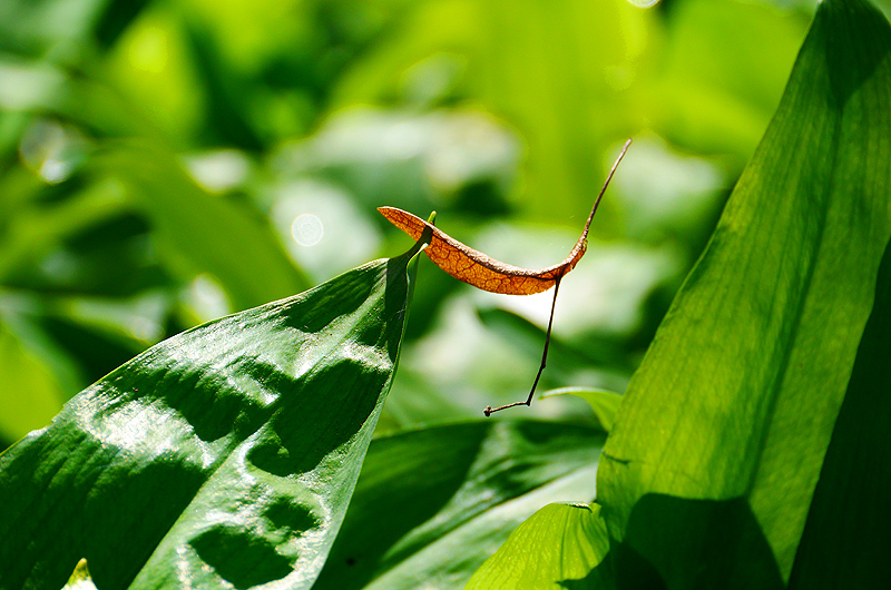 zur &Uuml;bersicht Blatt um Blatt 6