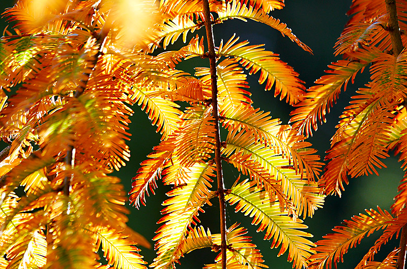 zur &Uuml;bersicht Blatt um Blatt 6