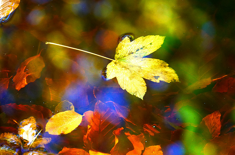 zur &Uuml;bersicht Blatt um Blatt 6