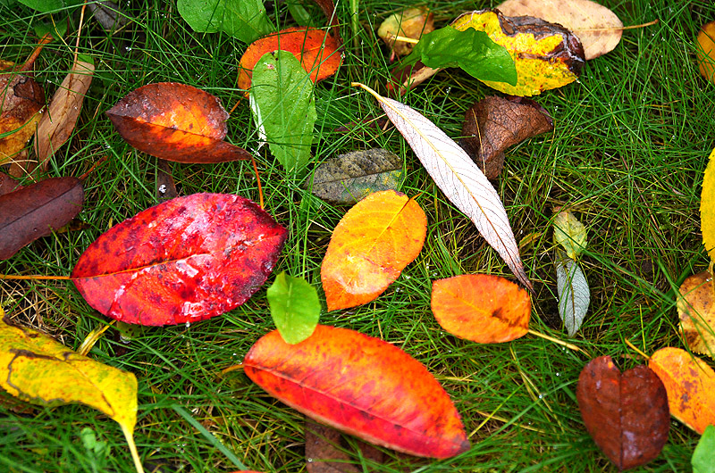 zur &Uuml;bersicht Blatt um Blatt 6