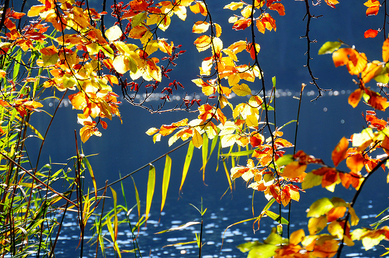 zur &Uuml;bersicht Blatt um Blatt 6