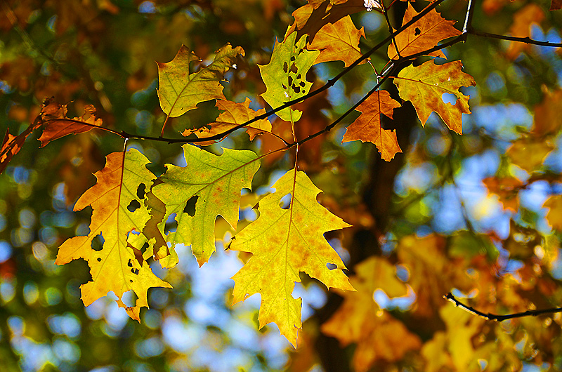 zur &Uuml;bersicht Blatt um Blatt 7
