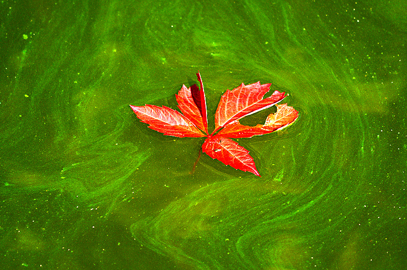 zur &Uuml;bersicht Blatt um Blatt 7