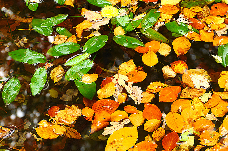 zur &Uuml;bersicht Blatt um Blatt 7