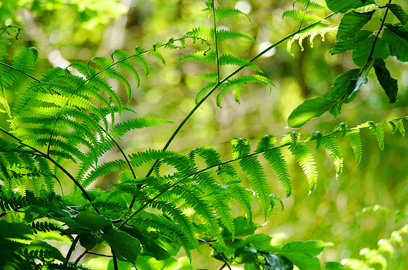 zur &Uuml;bersicht Blatt um Blatt 7