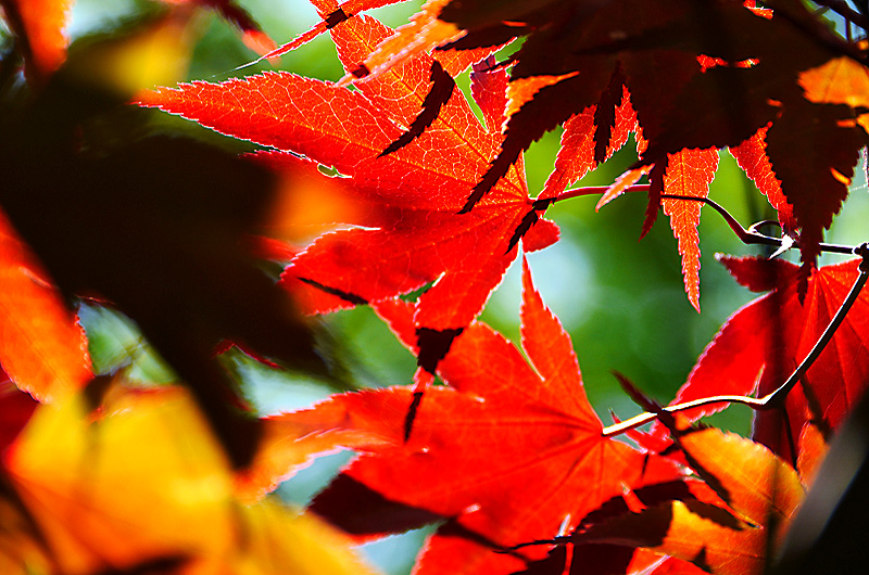 zur &Uuml;bersicht Blatt um Blatt 7