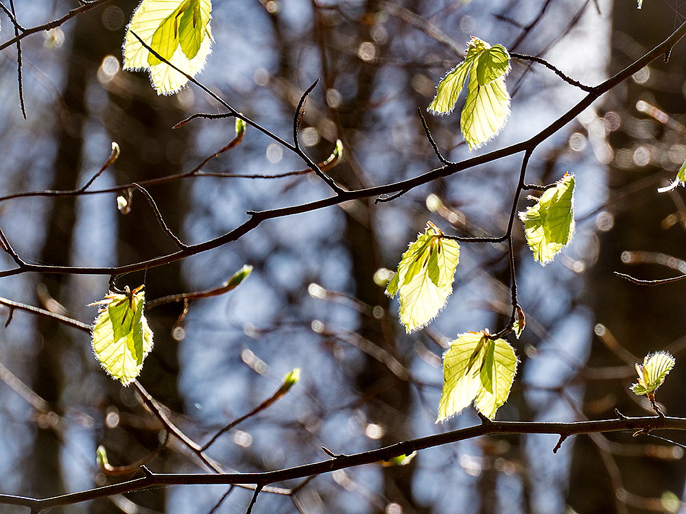 zur &Uuml;bersicht Blatt um Blatt 8