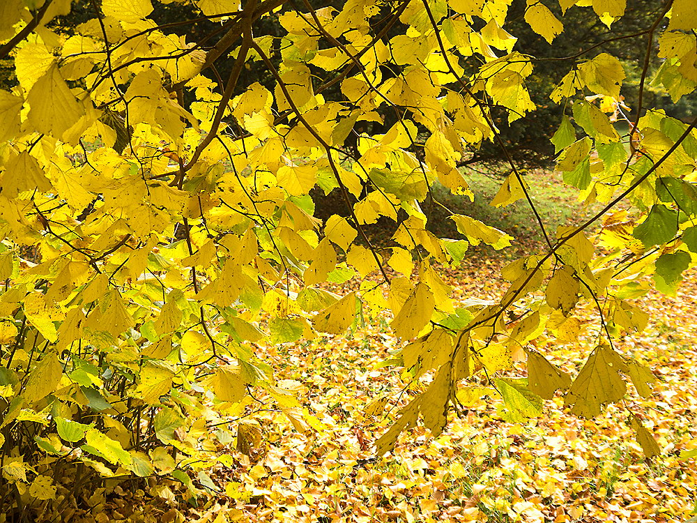 zur &Uuml;bersicht Blatt um Blatt 8