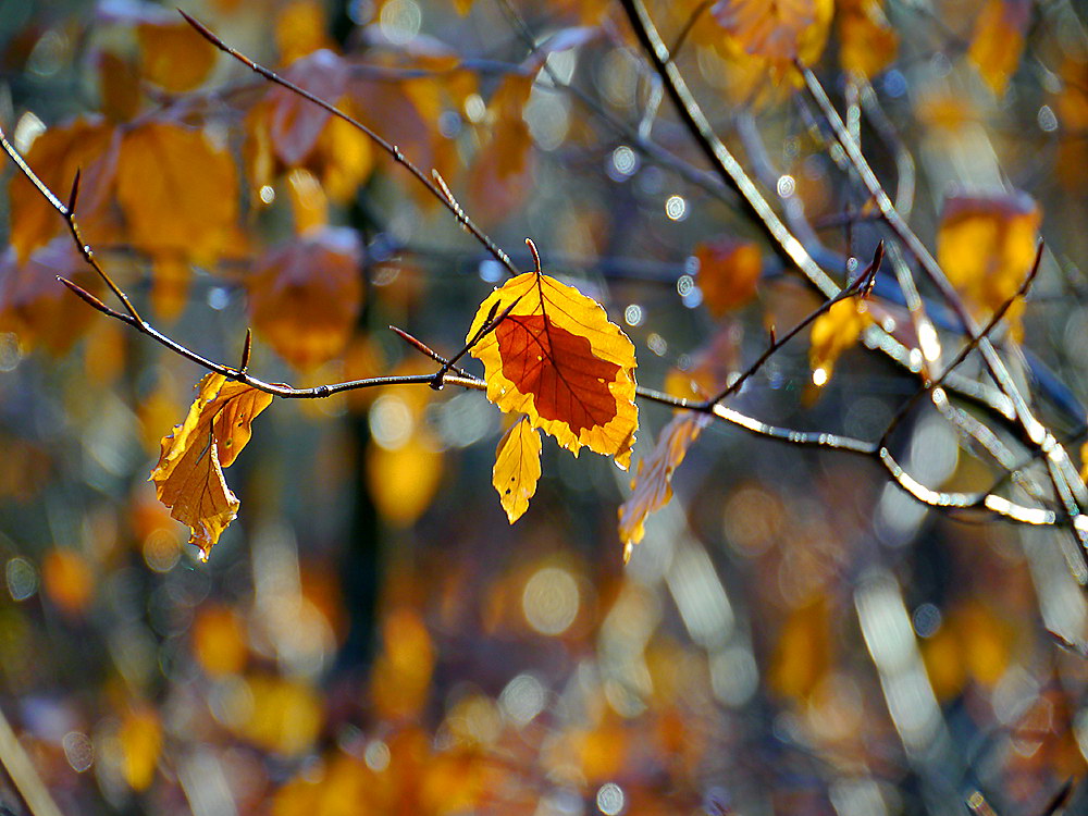 zur &Uuml;bersicht Blatt um Blatt 8