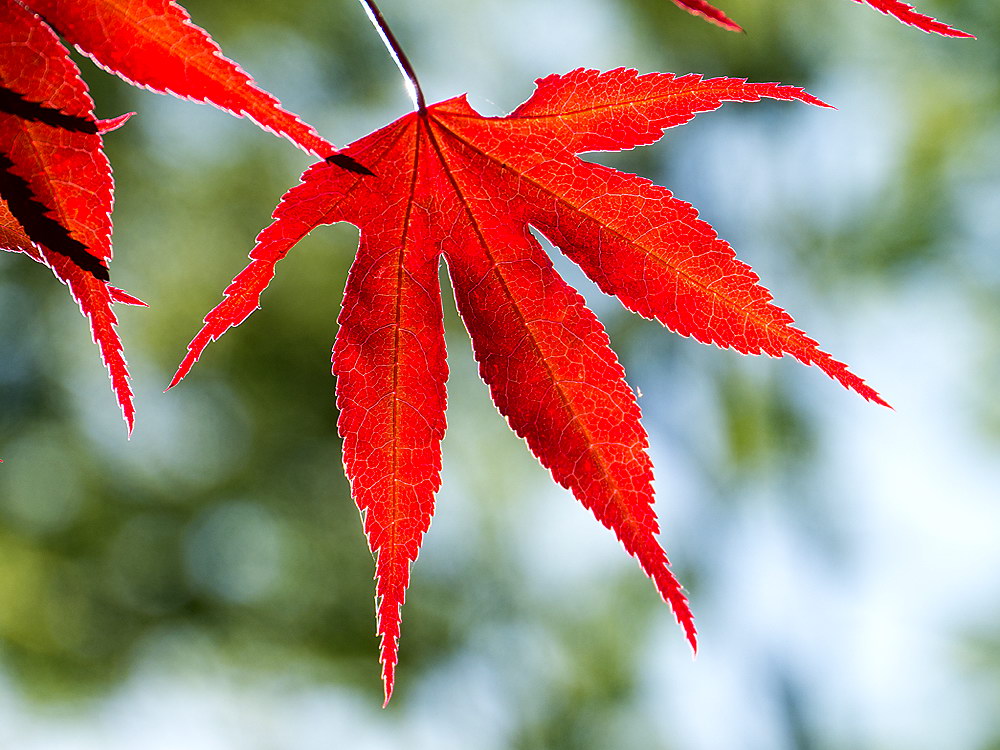 zur &Uuml;bersicht Blatt um Blatt 8