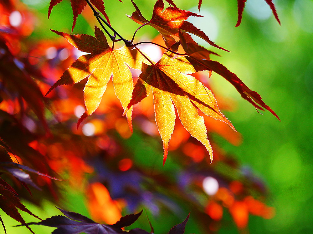 zur &Uuml;bersicht Blatt um Blatt 8