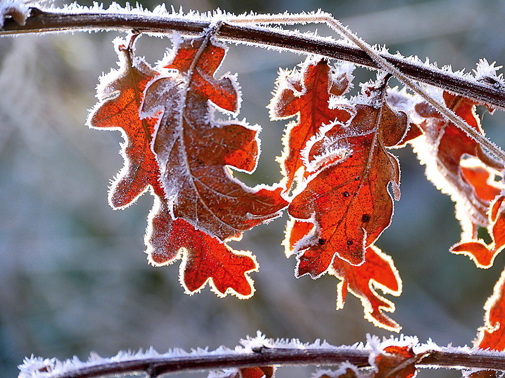 zur &Uuml;bersicht Blatt um Blatt 8