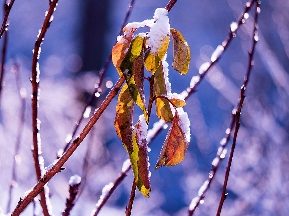 zur &Uuml;bersicht Blatt um Blatt 8