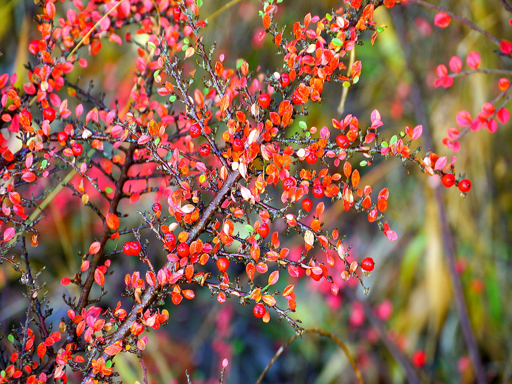zur &Uuml;bersicht Blatt um Blatt 9