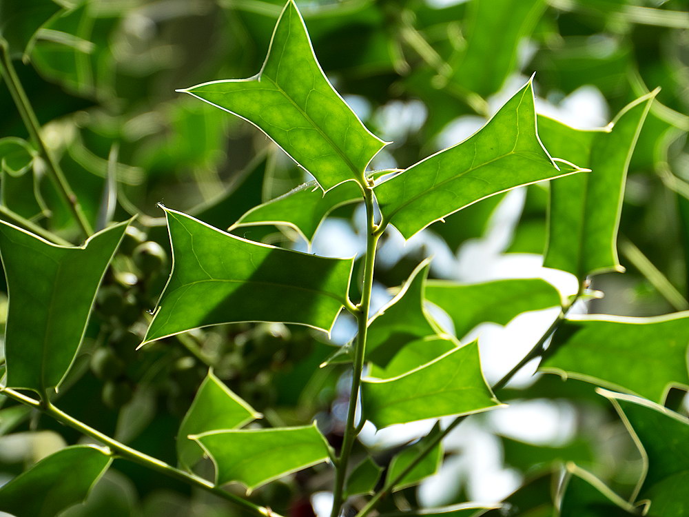 zur &Uuml;bersicht Blatt um Blatt 9