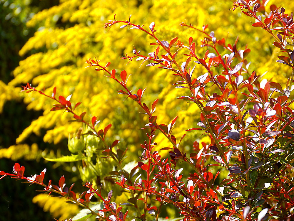 zur &Uuml;bersicht Blatt um Blatt 9