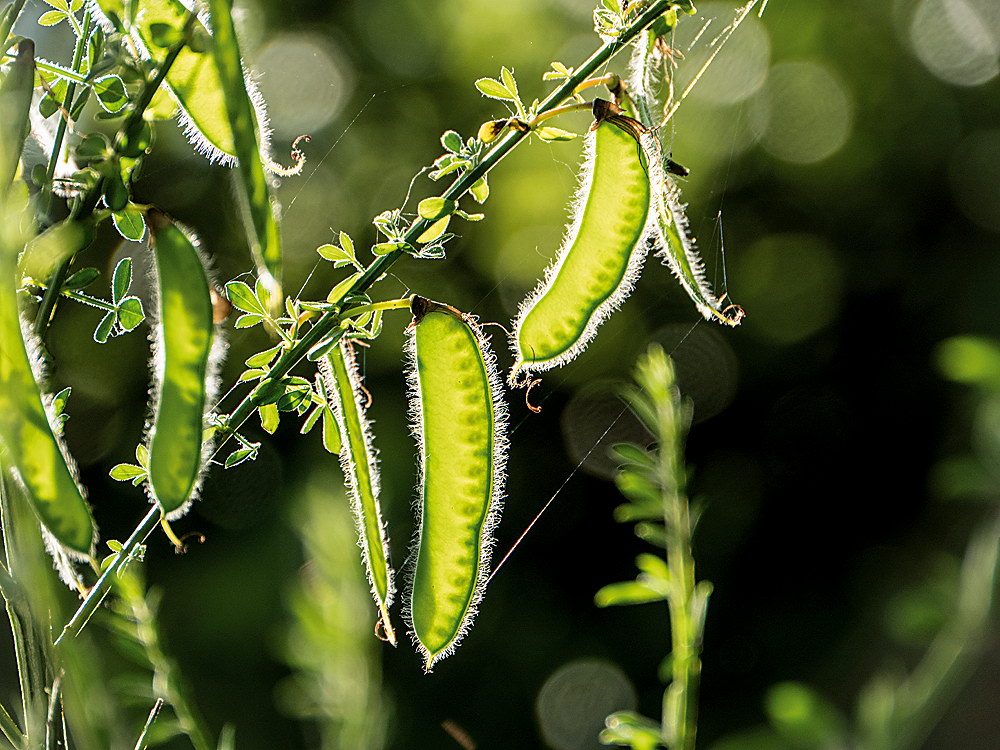 zur &Uuml;bersicht Blatt um Blatt 9
