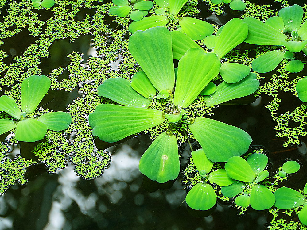 zur &Uuml;bersicht Blatt um Blatt 9