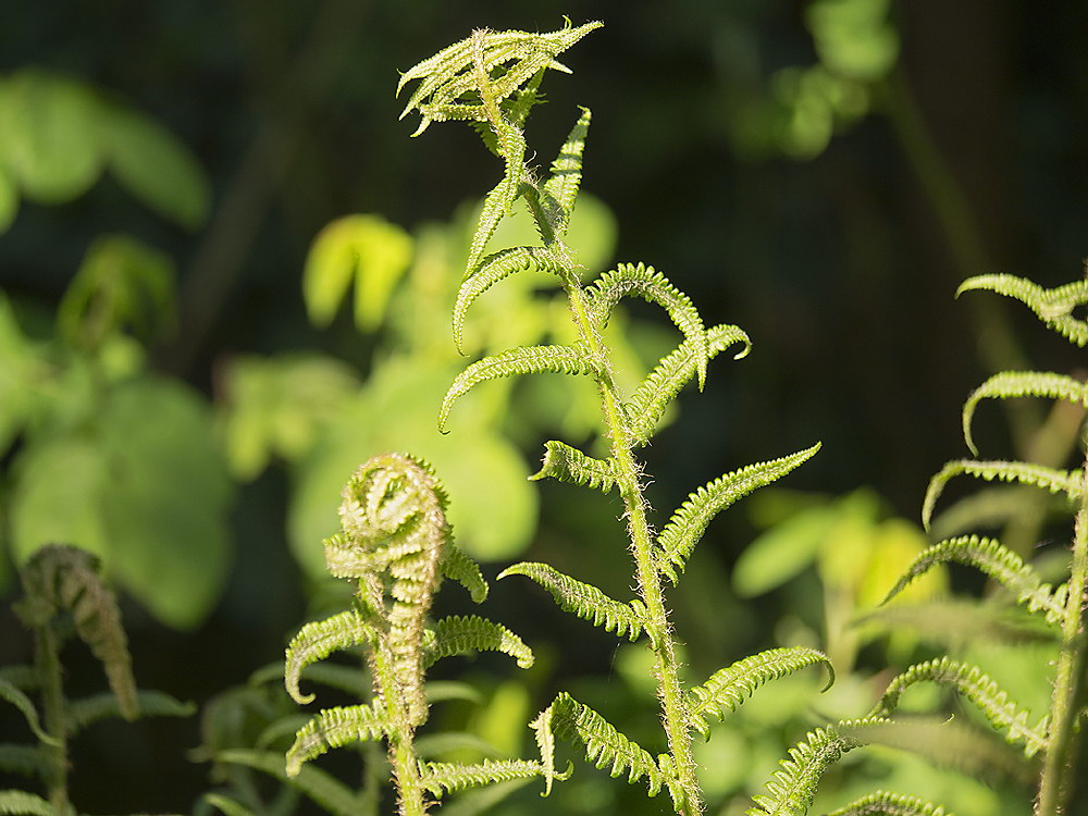 zur &Uuml;bersicht Blatt um Blatt 9